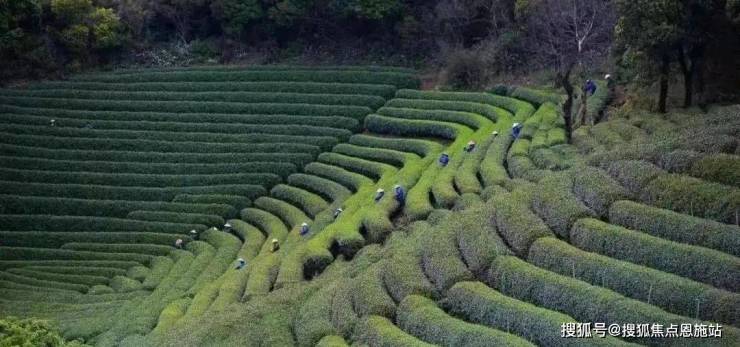 龙坞茗筑欢迎您丨杭州西湖(龙坞茗筑)-龙坞茗筑楼盘详情-龙坞茗筑