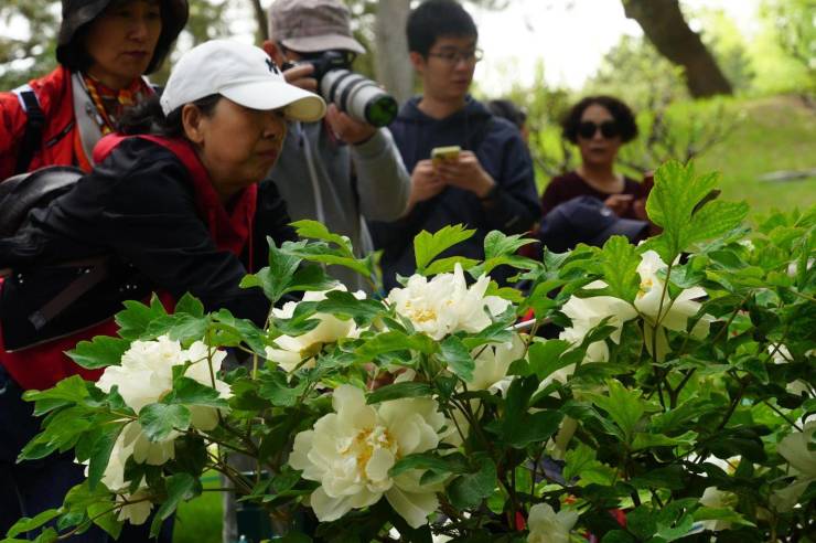 中山公园,百多年前建园就开始栽牡丹!今年又到盛花期