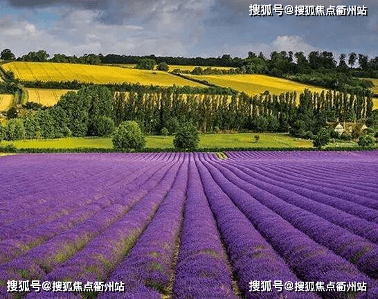 崇林花海(宏宇崇林花海)售楼处丨崇林花海别墅价格!楼盘详情