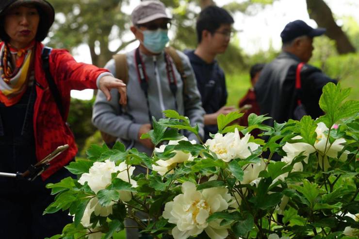 中山公园,百多年前建园就开始栽牡丹!今年又到盛花期