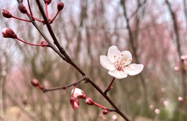 梅 花