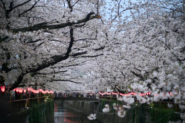 （国际）东京：樱花盛放