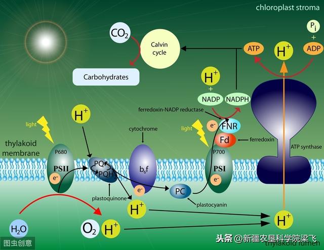 有机碳肥到底鸡肋还是商业宣传？科学认识土壤有机碳和无机碳