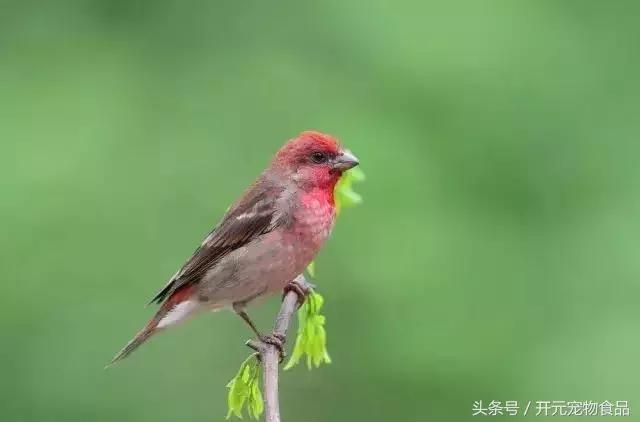 麻料换红羽经验分享