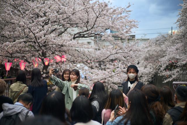 （国际）东京：樱花盛放