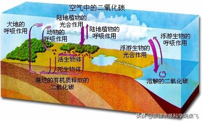 有机碳肥到底鸡肋还是商业宣传？科学认识土壤有机碳和无机碳