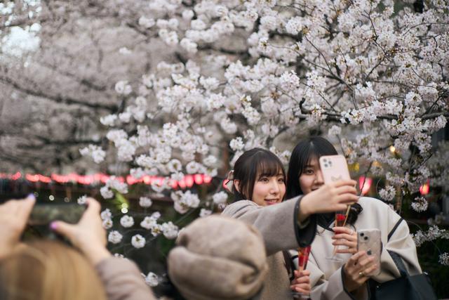 （国际）东京：樱花盛放