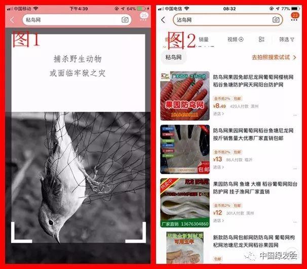 绿会紧急呼吁：电商平台加强“诱鸟器”、“粘鸟网”售卖自查，共护候鸟南迁