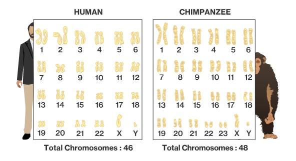 人类和所有生物之间都有生殖隔离吗？