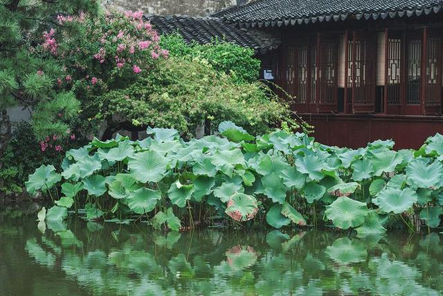 盛夏一朵莲，坚定亦安定