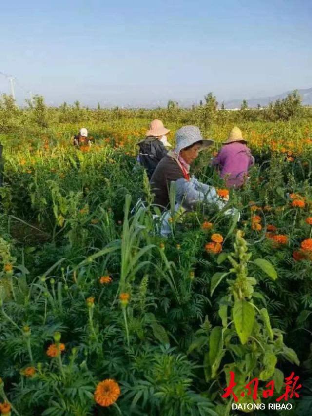 永安镇东辛庄村：小小万寿菊开出“幸福花”