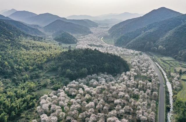 樱花又开了