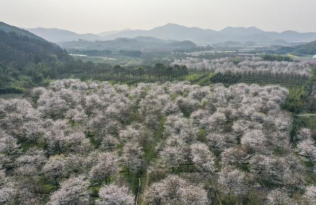 樱花又开了