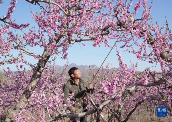 河北顺平：桃花盛开果农忙