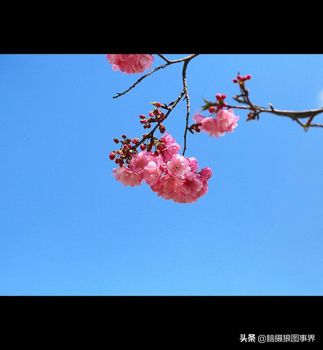 16张以蓝天为背景的花叶照片，画面主体更加突出，你喜欢吗？