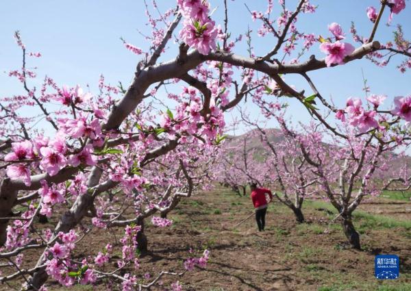 河北顺平：桃花盛开果农忙