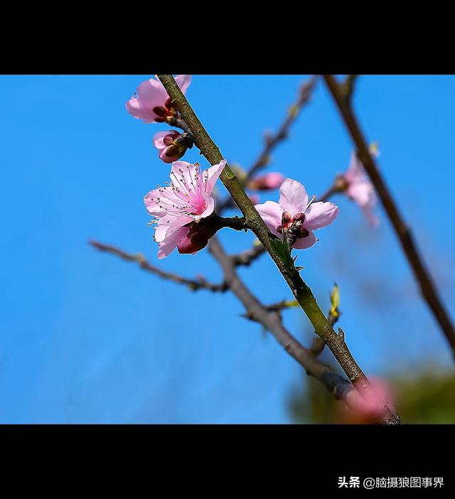 16张以蓝天为背景的花叶照片，画面主体更加突出，你喜欢吗？