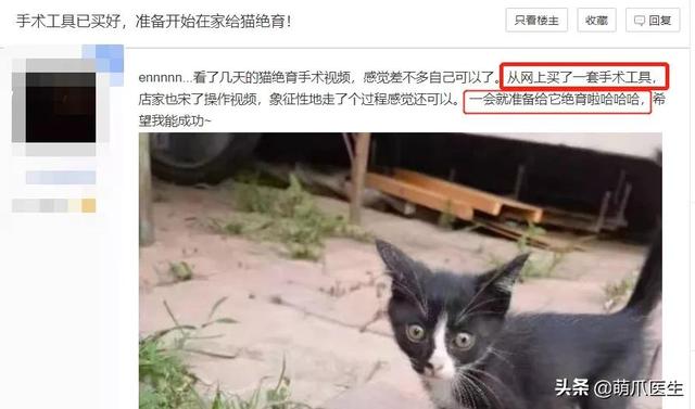 “为了省钱，我用一根皮筋给猫做了绝育！！”