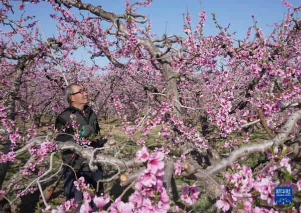 河北顺平：桃花盛开果农忙