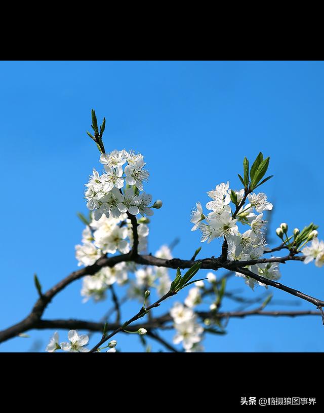 16张以蓝天为背景的花叶照片，画面主体更加突出，你喜欢吗？