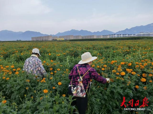 永安镇东辛庄村：小小万寿菊开出“幸福花”