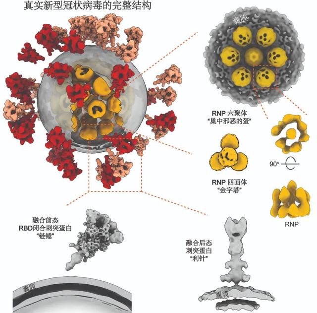 “恶魔”曝光！新冠病毒真实3D图像来了