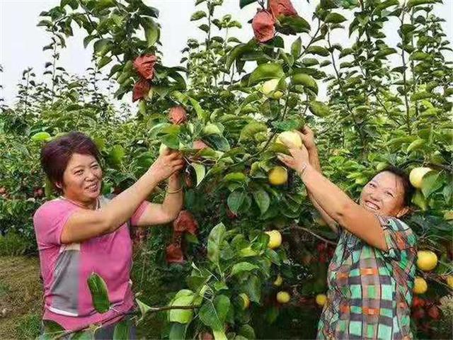 河南方城博望：网络直播黄金梨 电商开拓大市场