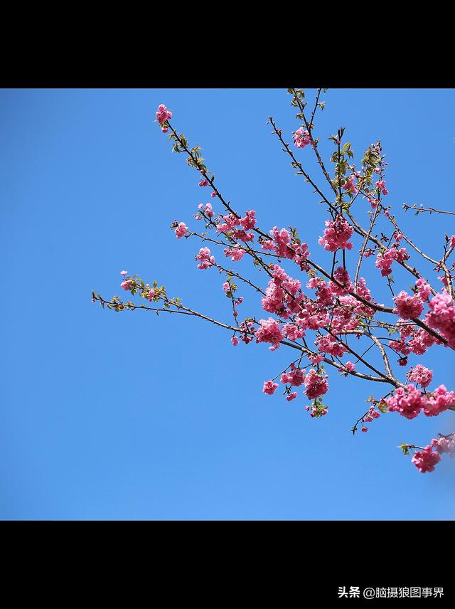 16张以蓝天为背景的花叶照片，画面主体更加突出，你喜欢吗？