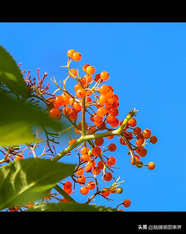 16张以蓝天为背景的花叶照片，画面主体更加突出，你喜欢吗？