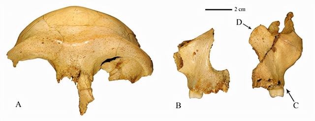 30万年前古人类面貌复原！科学家发现东亚最早具有现代人面部特征的人类化石
