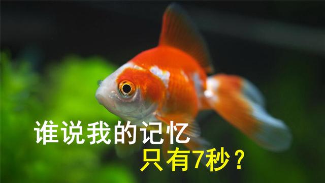 鱼的记忆只有7秒？鱼：你低估了我的记忆力和智商｜辟谣