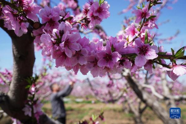 河北顺平：桃花盛开果农忙