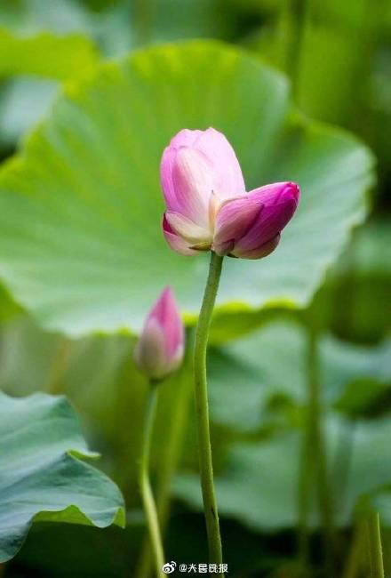 好运“莲莲”！大明湖并蒂莲开花了