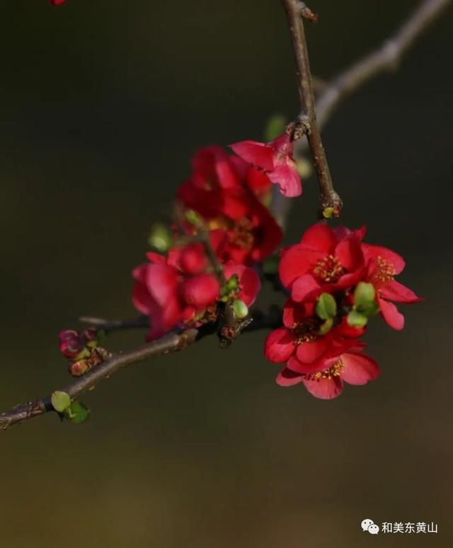 谭家桥镇｜又是一年海棠花开