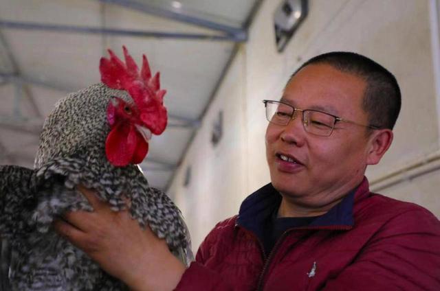 徐杰开饭店卖火汶上芦花鸡，如今转型干养殖成行业翘楚