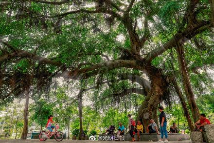 我国5000年以上散生古树现存5株