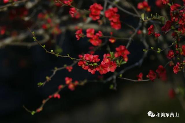 谭家桥镇｜又是一年海棠花开