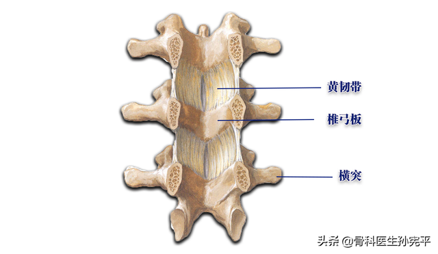 脊柱主要韧带解剖，值得收藏