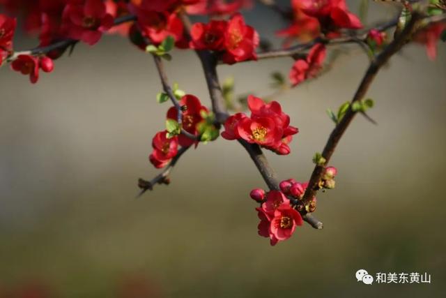 谭家桥镇｜又是一年海棠花开