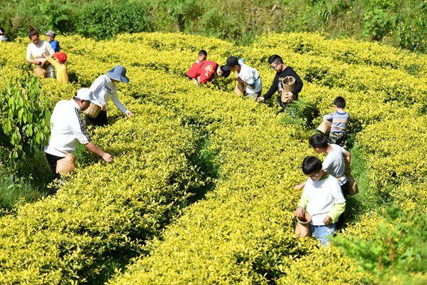 黔东南65万余亩生态茶园激活乡村振兴新动能