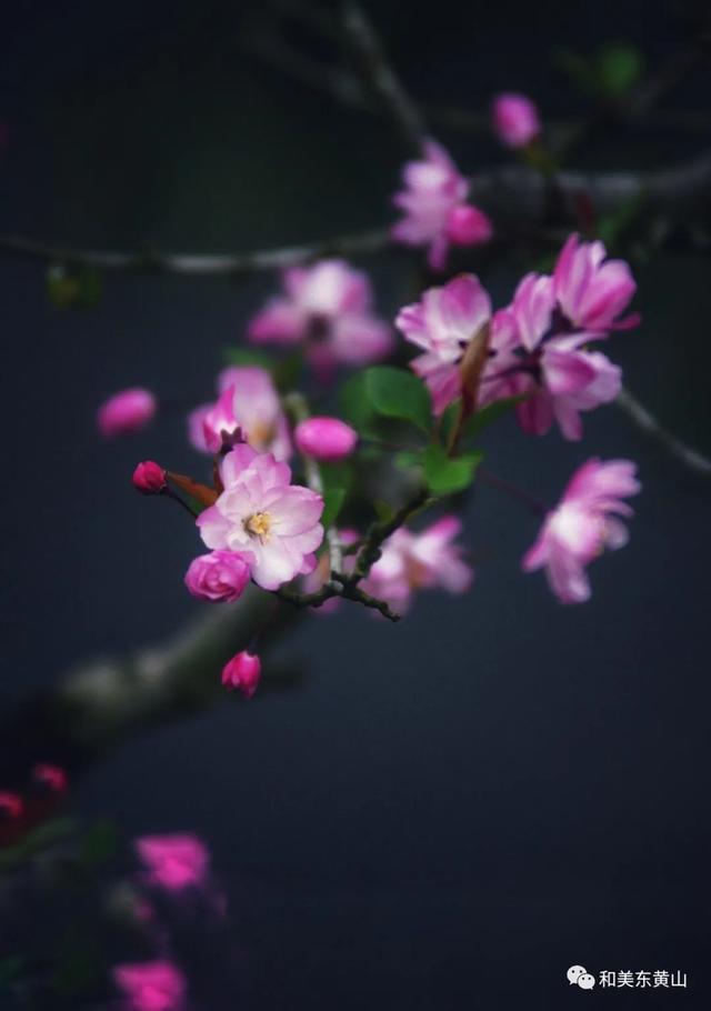 谭家桥镇｜又是一年海棠花开