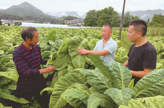 【党员 “三亮三比”进行时】巷子口镇党员挑起烟叶产业振兴重担！