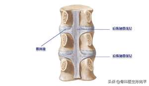 脊柱骨科(脊柱主要韧带解剖，值得收藏)