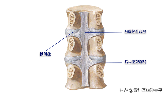 脊柱主要韧带解剖，值得收藏
