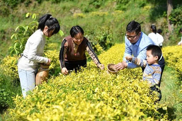 黔东南65万余亩生态茶园激活乡村振兴新动能