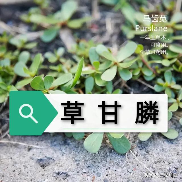 草甘膦这4个“黄金搭档”，死草快，控草时间长，连封带杀