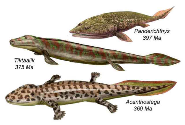 肉鳍鱼：人类最该感谢的鱼，3.6亿年前的某天，它决定登上陆地