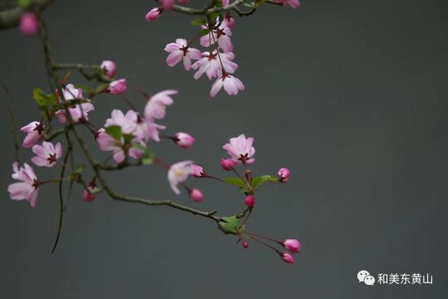 谭家桥镇｜又是一年海棠花开