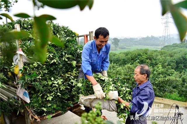 江津青花椒种植基地上榜全国美食地图