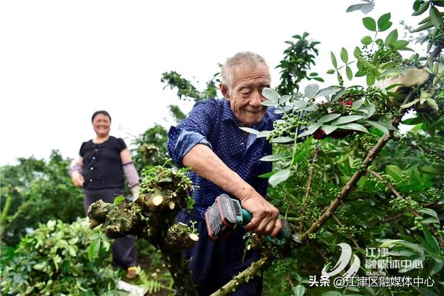 江津青花椒种植基地上榜全国美食地图